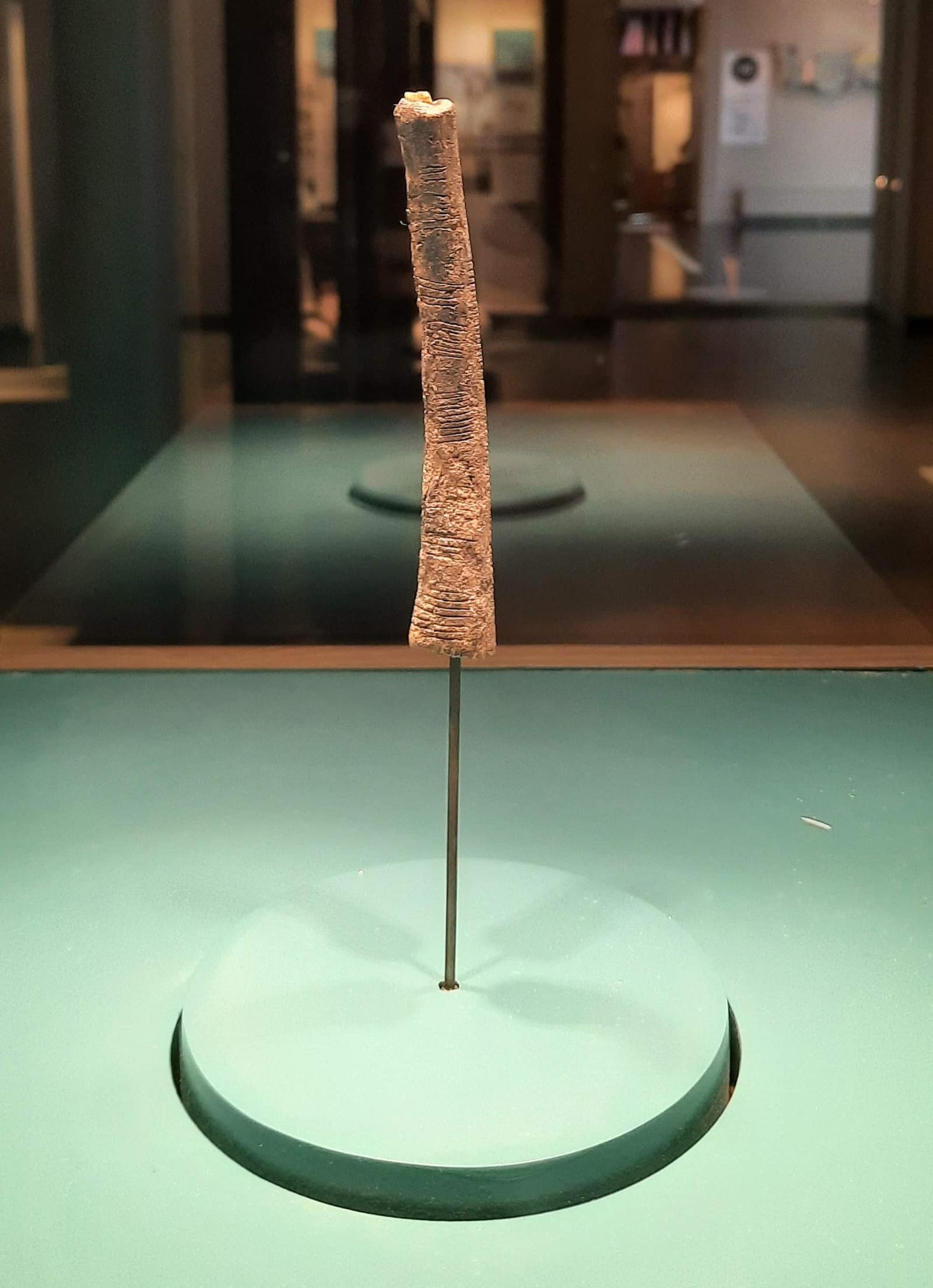 A slender, pale brown bone about ten centimetres long, mounted upright on a thin metal pin in a museum case; fine parallel notches run across its surface in grouped rows.