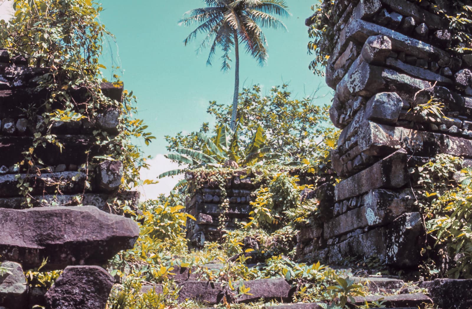 Ruined walls of dark basalt prisms stacked crosswise in alternating courses, overgrown with shrubs and vines; a gap between two walls opens on a lower enclosure, with a coconut palm against a pale sky.