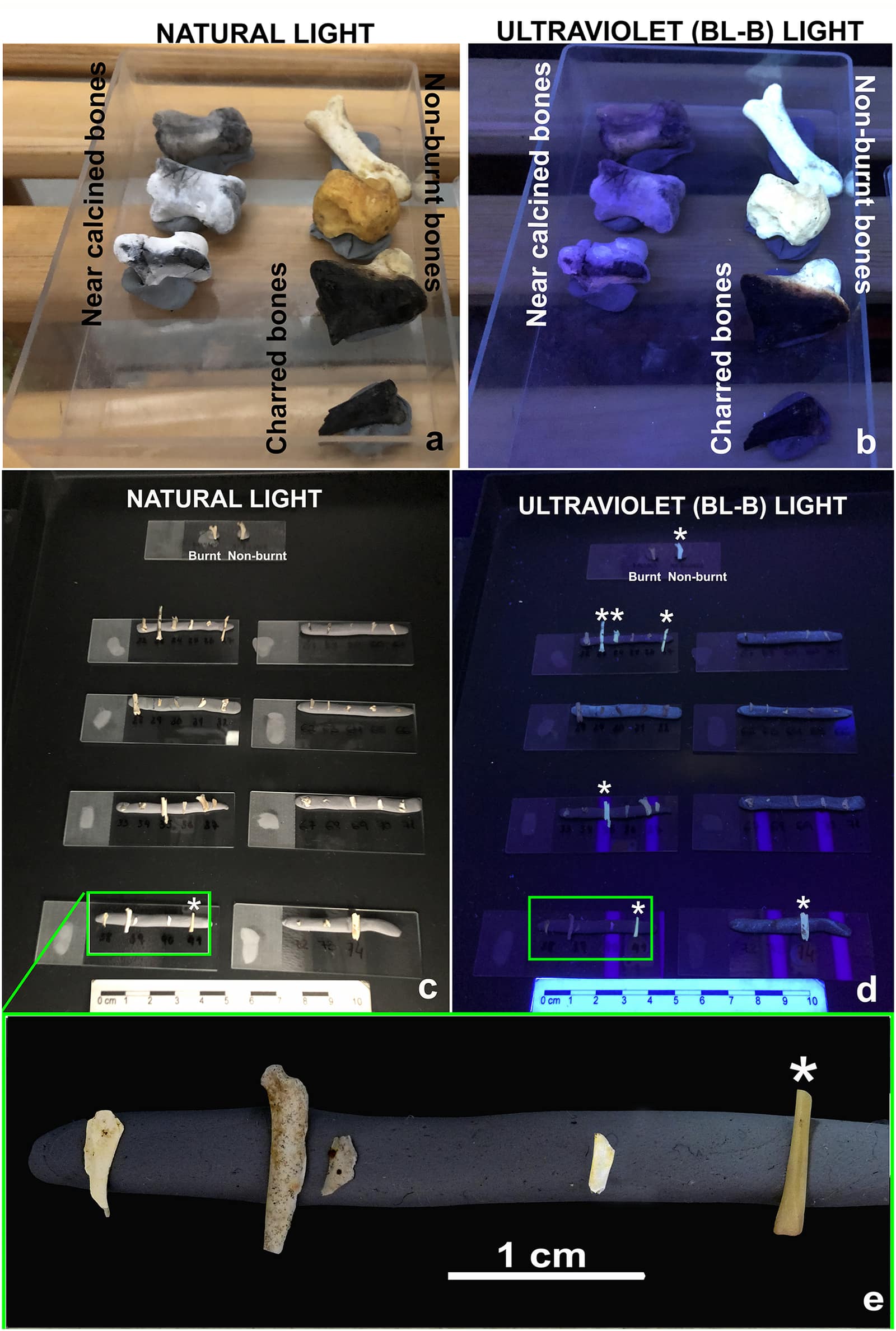 Laboratory photographs in five panels. At the top, modern experimental bones burnt to black and chalky white sit beside unburnt yellow ones, first under natural light and then under violet ultraviolet light. Below, tiny fossil bones of small mammals from Wonderwerk Cave are lined up on grey strips on glass slides; under ultraviolet light the burnt ones turn dark while a few unburnt ones, marked with asterisks, glow. A close up shows one strip with a one centimetre scale bar.