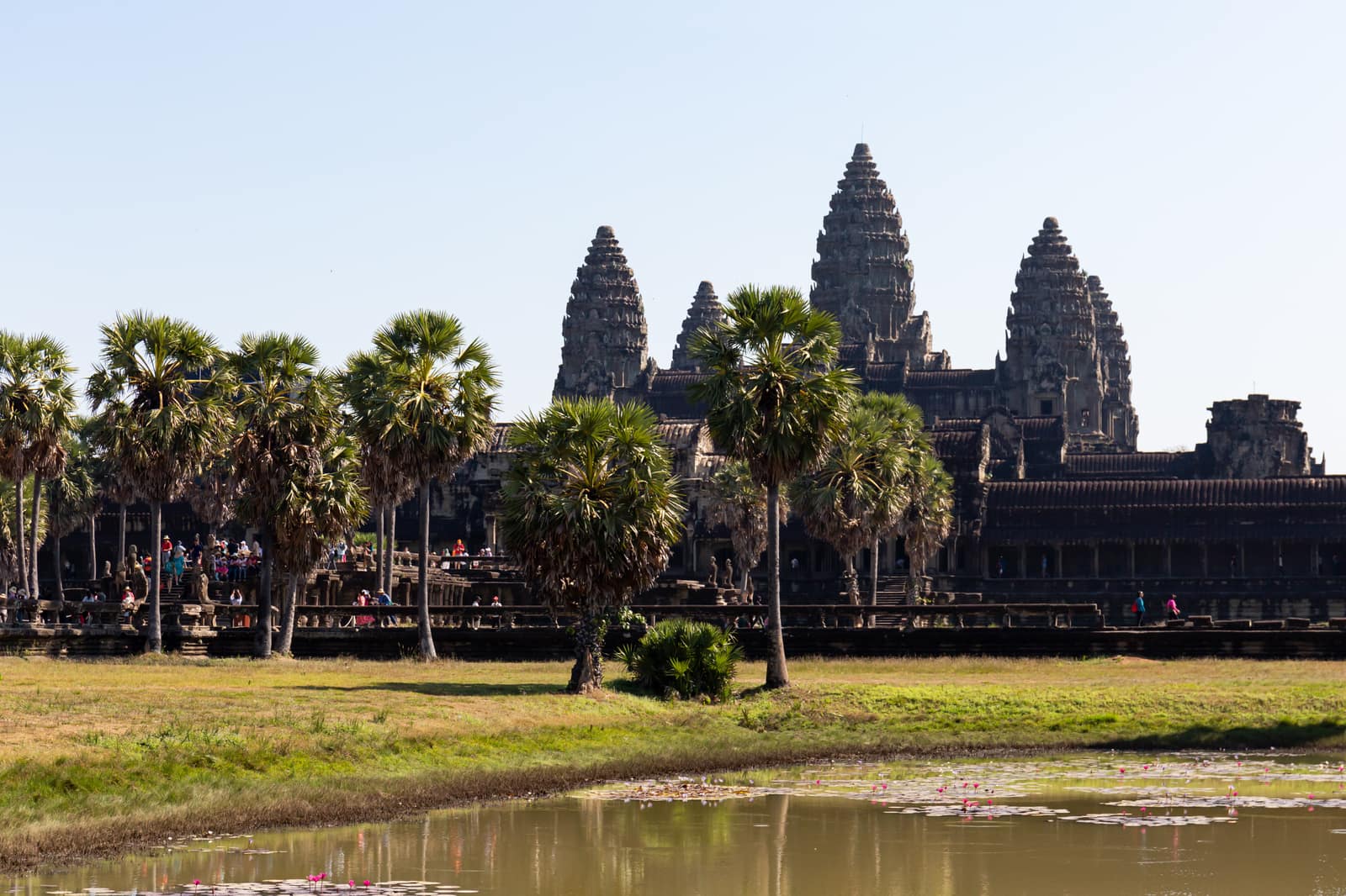 The five lotus-bud towers of Angkor Wat, dark grey sandstone against a pale blue sky, seen from the west across a pond with pink water lilies and a strip of grass; tall sugar palms stand in front of the long galleried facade, where small figures of visitors gather.