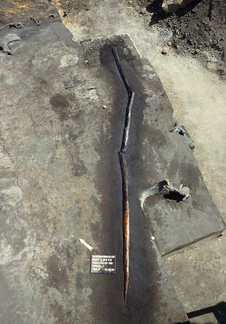 A long, thin wooden spear lying where it was found, dark brown and slightly curved, pressed into grey lake sediment on the floor of an excavation, with a small white label card beside its lower end.