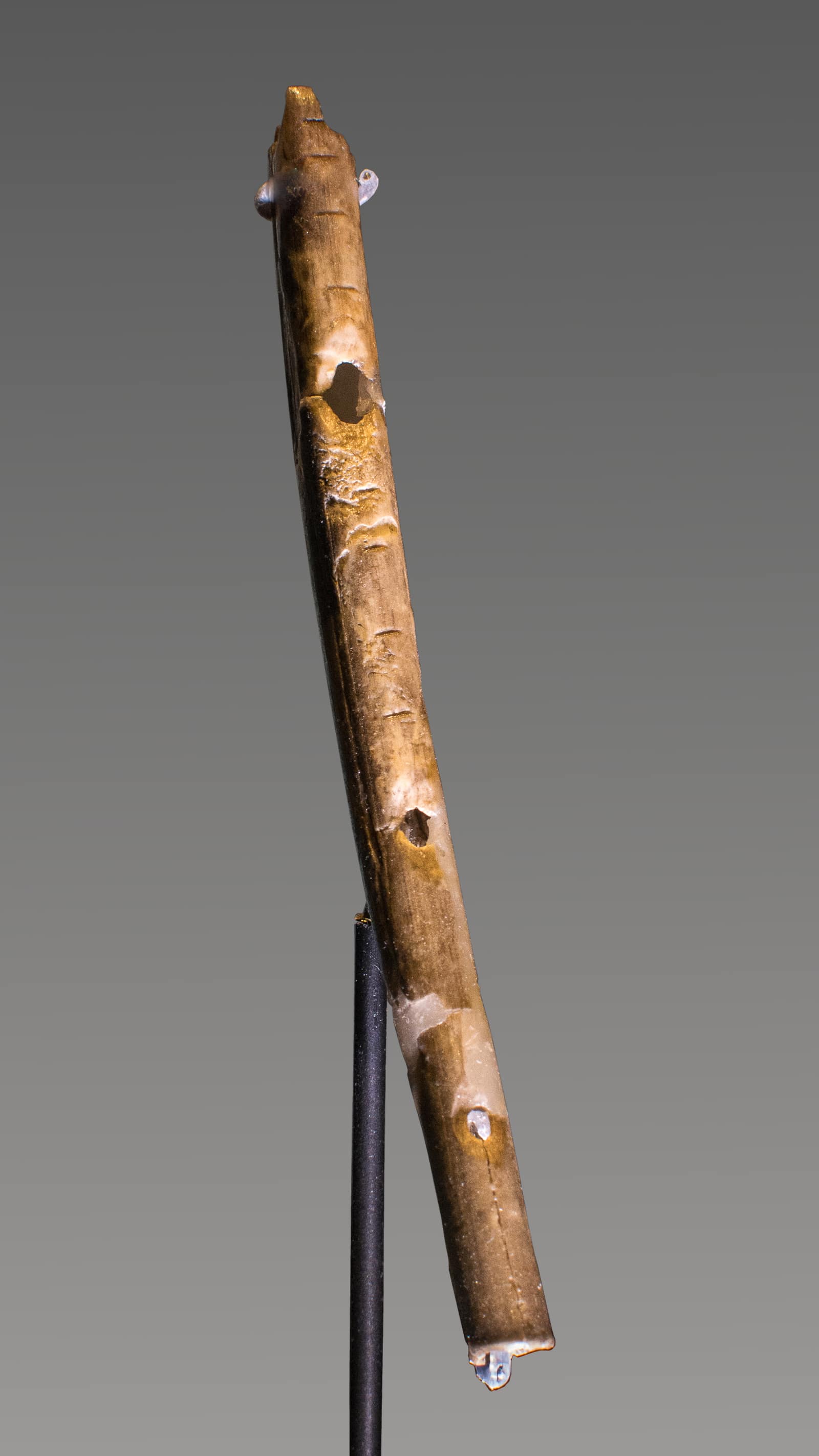 A slender, light brown flute of bird bone held upright on a thin metal rod against a grey background, its surface fine grained and slightly glossy, with a V shaped notch at the top and small round finger holes along its length, the joins of reassembled fragments faintly visible.