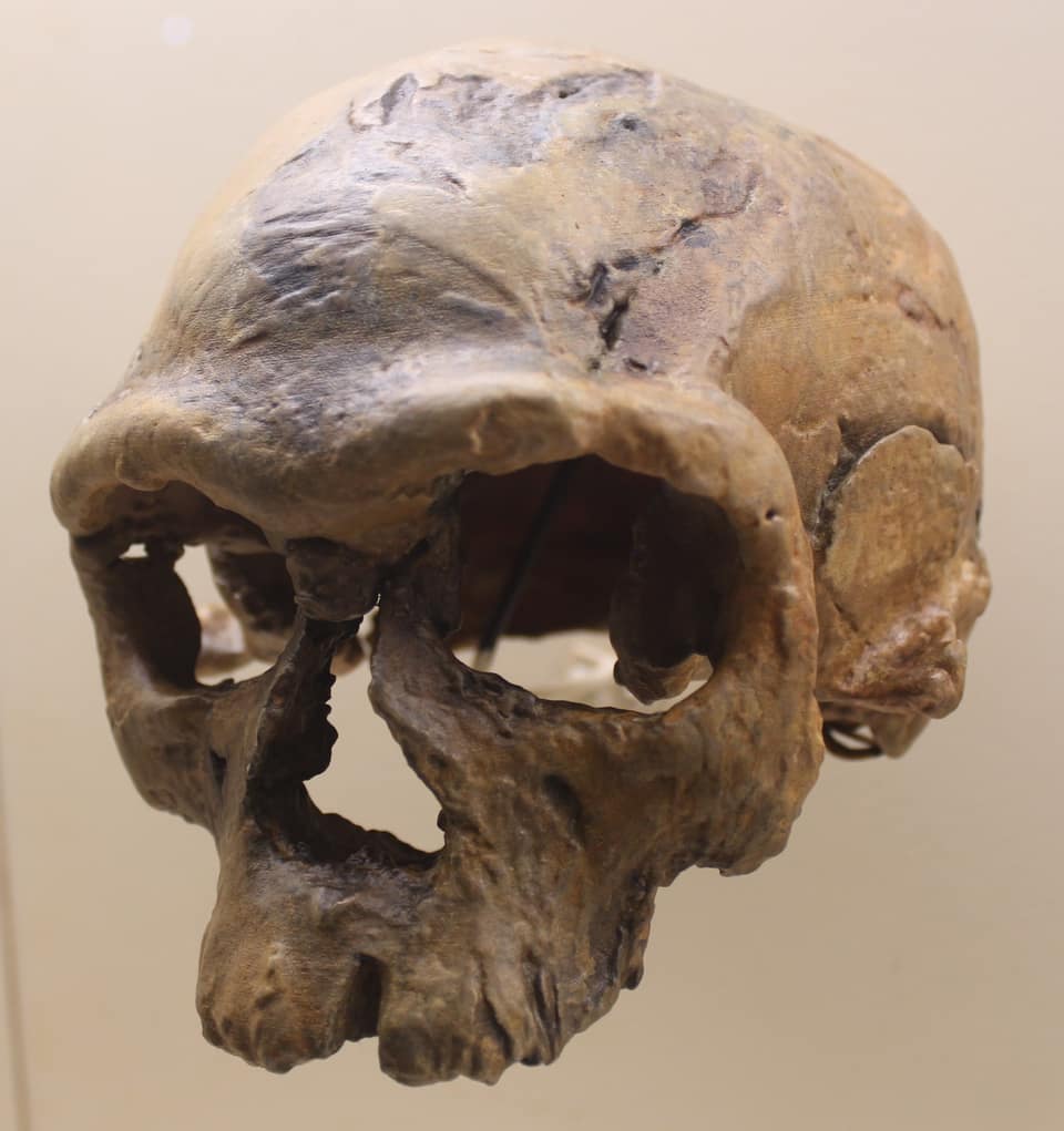 A cast of the Irhoud 1 skull in a museum case, seen from the front and slightly to one side against a pale background: a long, low braincase with a heavy brow ridge above two wide eye sockets, a broad nasal opening and a flat, short face; the cast is brown and ochre, with cracks and darker patches reproducing the fossil's surface, and the lower jaw is absent.