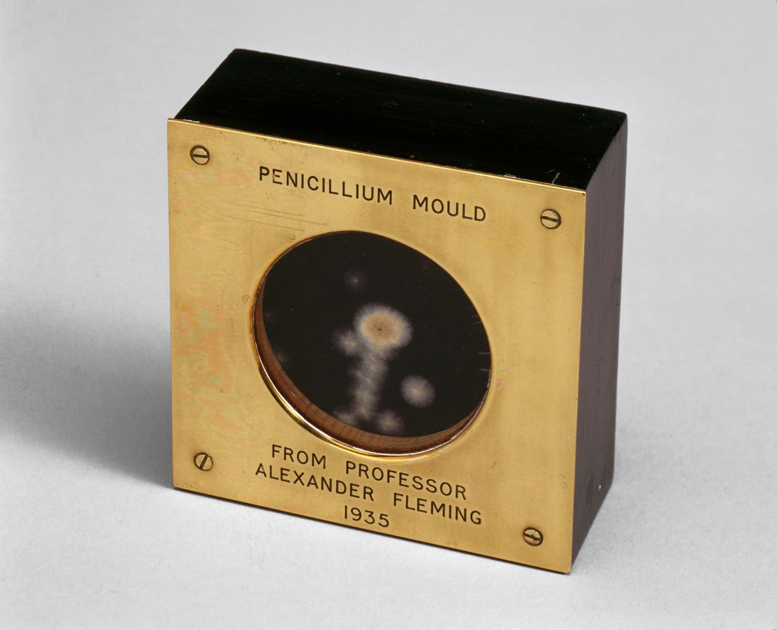 Une petite boîte carrée de bois sombre à façade de laiton, photographiée sur un fond gris pâle. Gravé dans le laiton : Penicillium mould, et en dessous, From Professor Alexander Fleming 1935. Dans une fenêtre ronde vitrée au centre, un disque de culture sombre porte des taches de moisissure pâles et duveteuses, l'une plus grande que les autres, comme de minuscules fleurs grises.