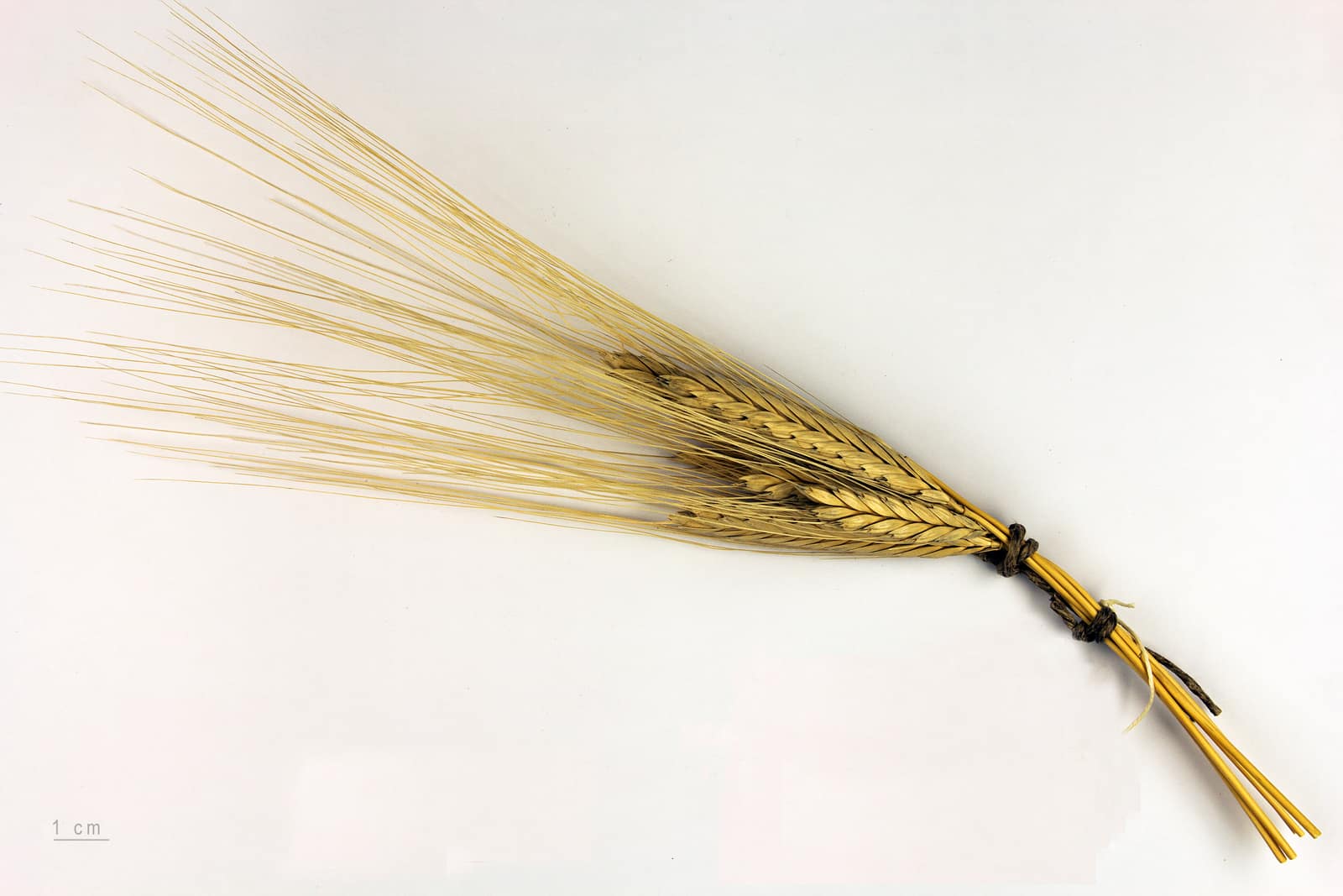 Une petite botte d'engrain photographiée sur fond blanc : trois ou quatre épis minces et aplatis, aux grains dorés, liés à la tige par une ficelle sombre, d'où partent en éventail, comme un pinceau, de longues barbes droites et pâles. Une échelle marquée 1 cm figure dans le coin inférieur gauche.