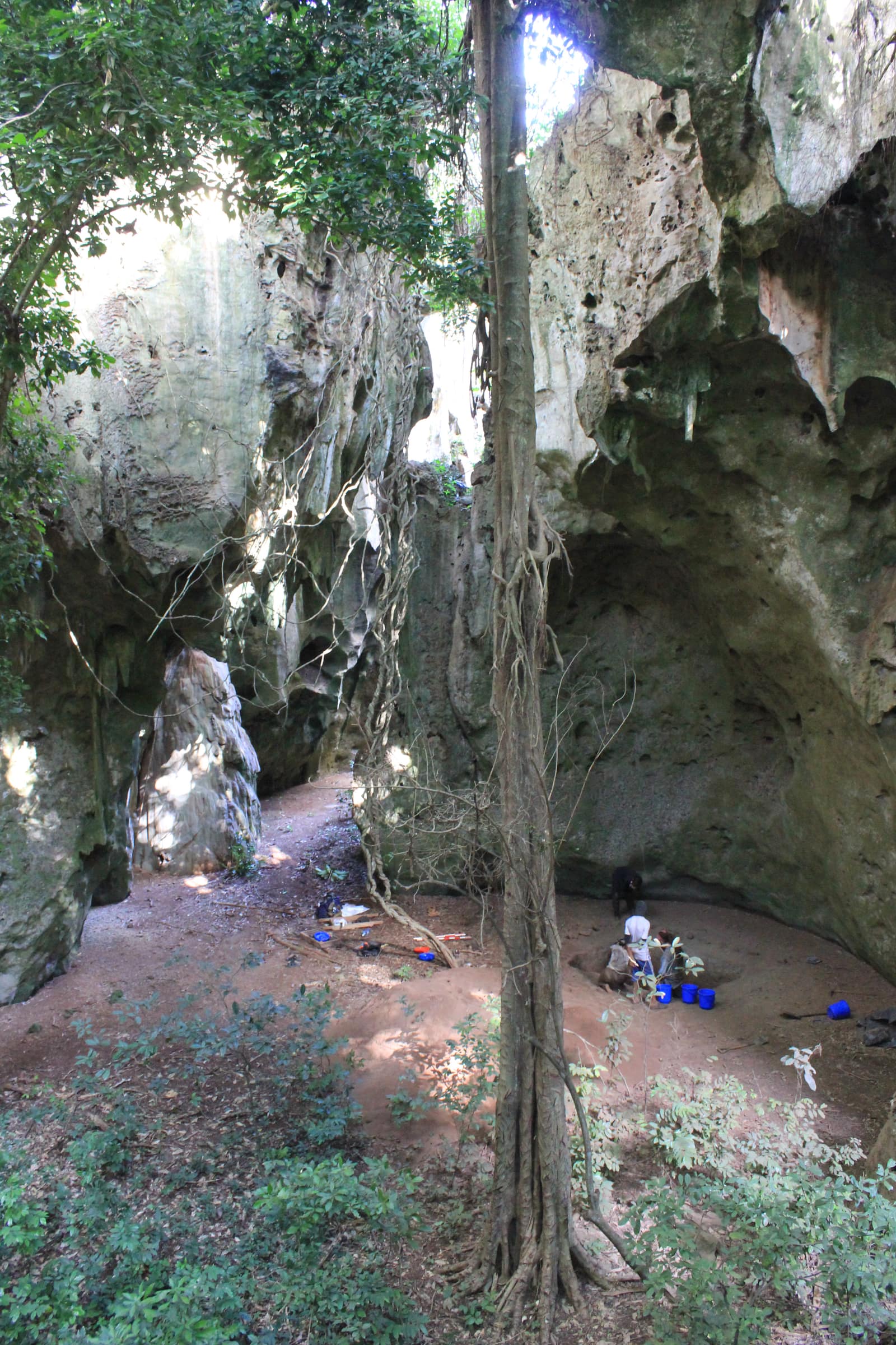 Inside a wide limestone rock shelter, under a pale overhanging cliff pitted with hollows, a slender tree trunk wrapped in hanging roots rises in the foreground; beyond it, on a floor of reddish earth, a few people kneel beside a small excavation among blue buckets, with green shrubs in front.