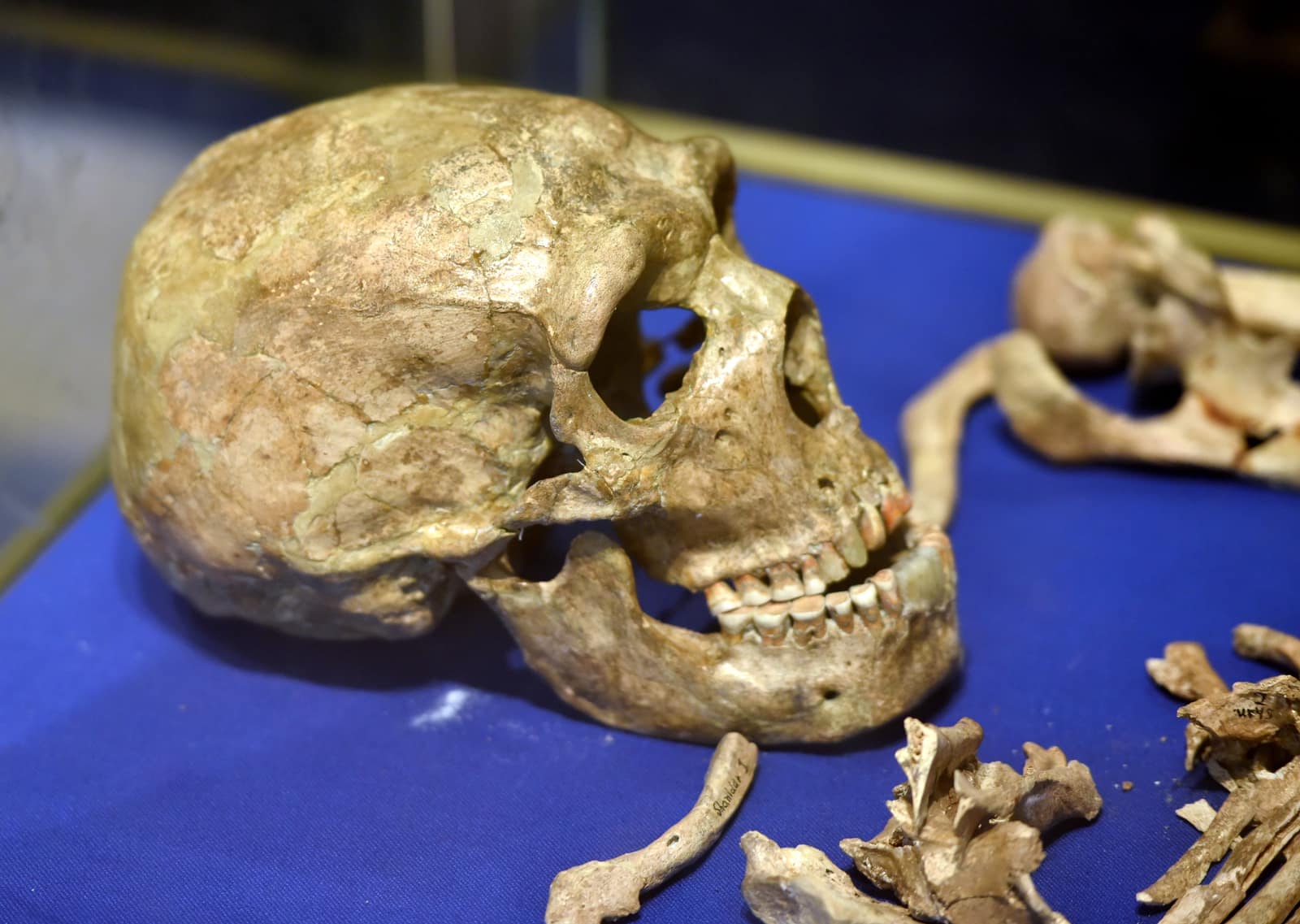 Le crâne de Shanidar 1 dans une vitrine, sur un tissu bleu sombre, vu de profil et tourné vers la droite : une boîte crânienne longue et basse, marquée de fissures et de plages plus claires là où elle a été remontée, un fort bourrelet au-dessus des orbites, une face projetée en avant et la mâchoire inférieure en place avec ses dents usées ; autour, d'autres os bruns du squelette, dont un os mince au premier plan marqué à l'encre des mots Shanidar I.