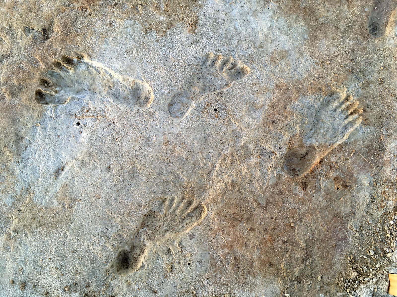Vues d'en haut, quatre empreintes de pieds nus imprimées dans un sol de gypse pâle et croûteux, veiné de brun rouille ; les orteils sont nettement marqués, les empreintes n'ont pas la même taille et partent dans des directions différentes. Elles proviennent des couches les plus anciennes du site, et non de la piste de l'enfant porté.